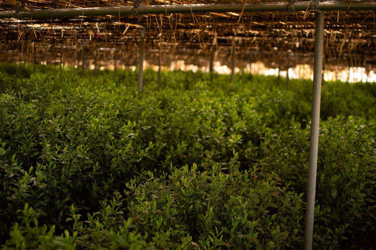 Matcha Premium - 100g Special - VIRTUE Tea